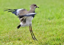 Southern Lapwing
