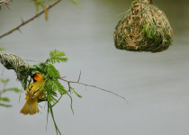 Southern Masked Weaver