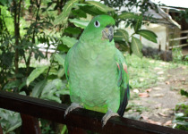 Southern Mealy Amazon