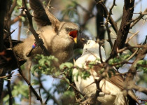 Southern Pied Babbler