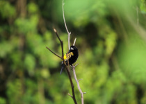 Southern Red Bishop