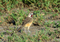 Southern Red Bishop