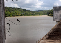 Southern Rough-winged Swallow