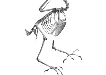 Southern Rough-winged Swallow