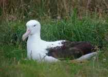 Southern Royal Albatross