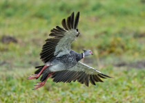 Southern Screamer