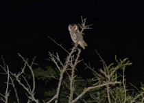 Southern White-faced Owl