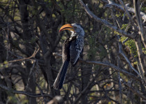 Southern Yellow-billed Hornbill