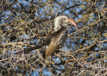Southern Yellow-billed Hornbill