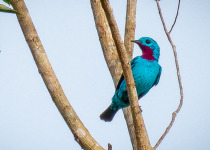 Spangled Cotinga