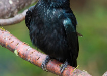 Spangled Drongo