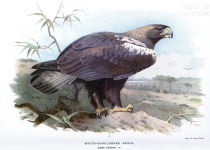 Spanish Imperial Eagle