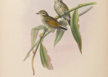 Speckle-chested Piculet