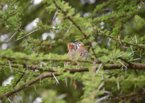 Speckle-fronted Weaver