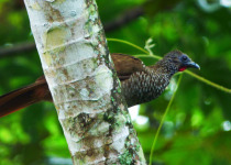 Speckled Chachalaca