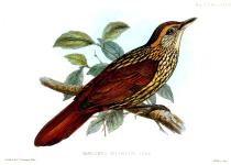 Speckled Hummingbird