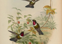 Speckled Hummingbird