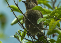 Speckled Piculet