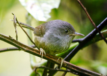 Speckled Piculet