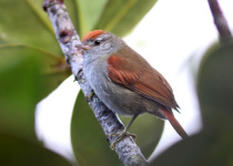 Speckled Spinetail
