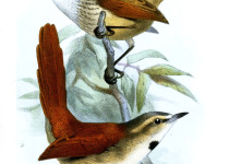 Speckled Spinetail