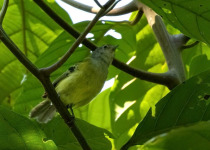 Spectacled Bristle-Tyrant