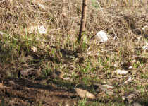 Spectacled Flowerpecker