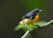 Spectacled Flowerpecker