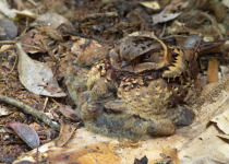 Spectacled Flowerpecker