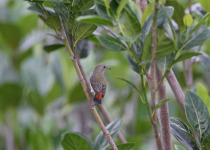 Spectacled Flowerpecker