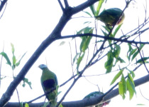 Spectacled Fruit Dove