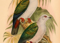 Spectacled Imperial Pigeon