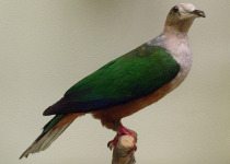 Spectacled Imperial Pigeon