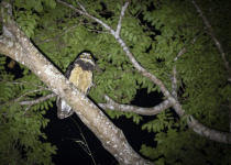 Spectacled Owl