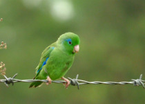 Spectacled Parrotlet