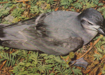 Spectacled Petrel