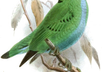 Spectacled Spiderhunter