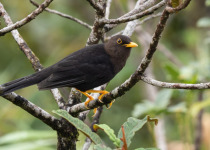 Spectacled Thrush