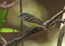 Spectacled Tyrannulet