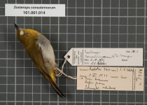 Spectacled White-eye