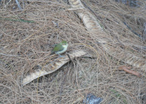 Spectacled White-eye