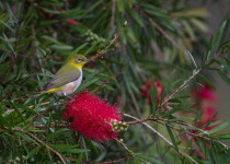 Spectacled White-eye