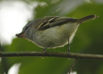 Spectacled Whitestart