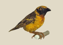 Speke's Weaver