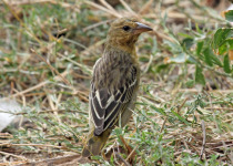 Speke's Weaver