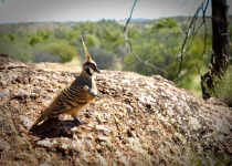 Spinifex Pigeon