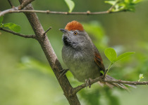 Spix's Spinetail