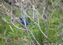 Splendid Fairywren
