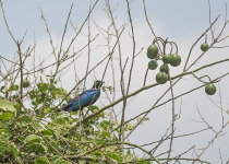Splendid Glossy-starling