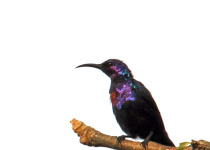 Splendid Sunbird